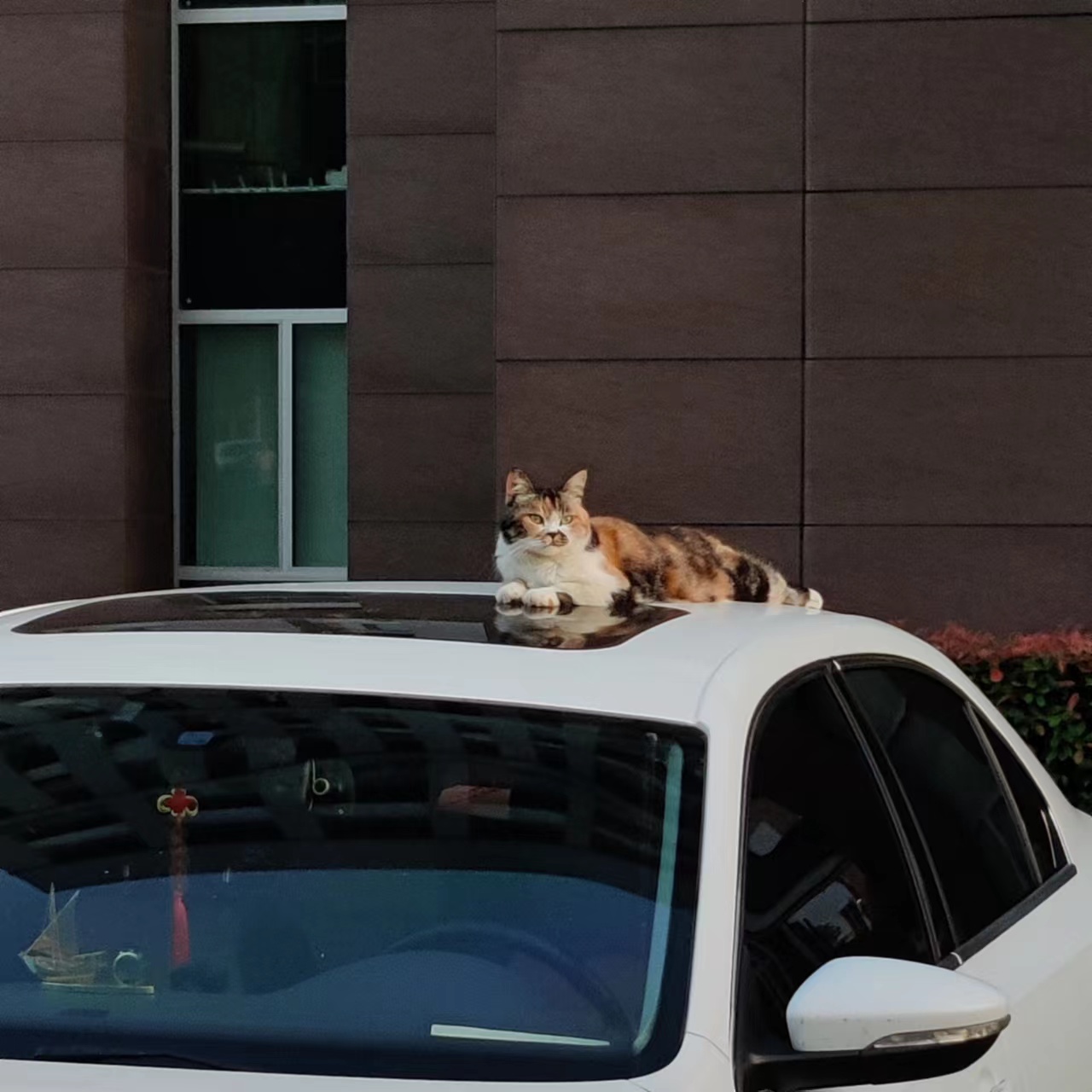 小猫