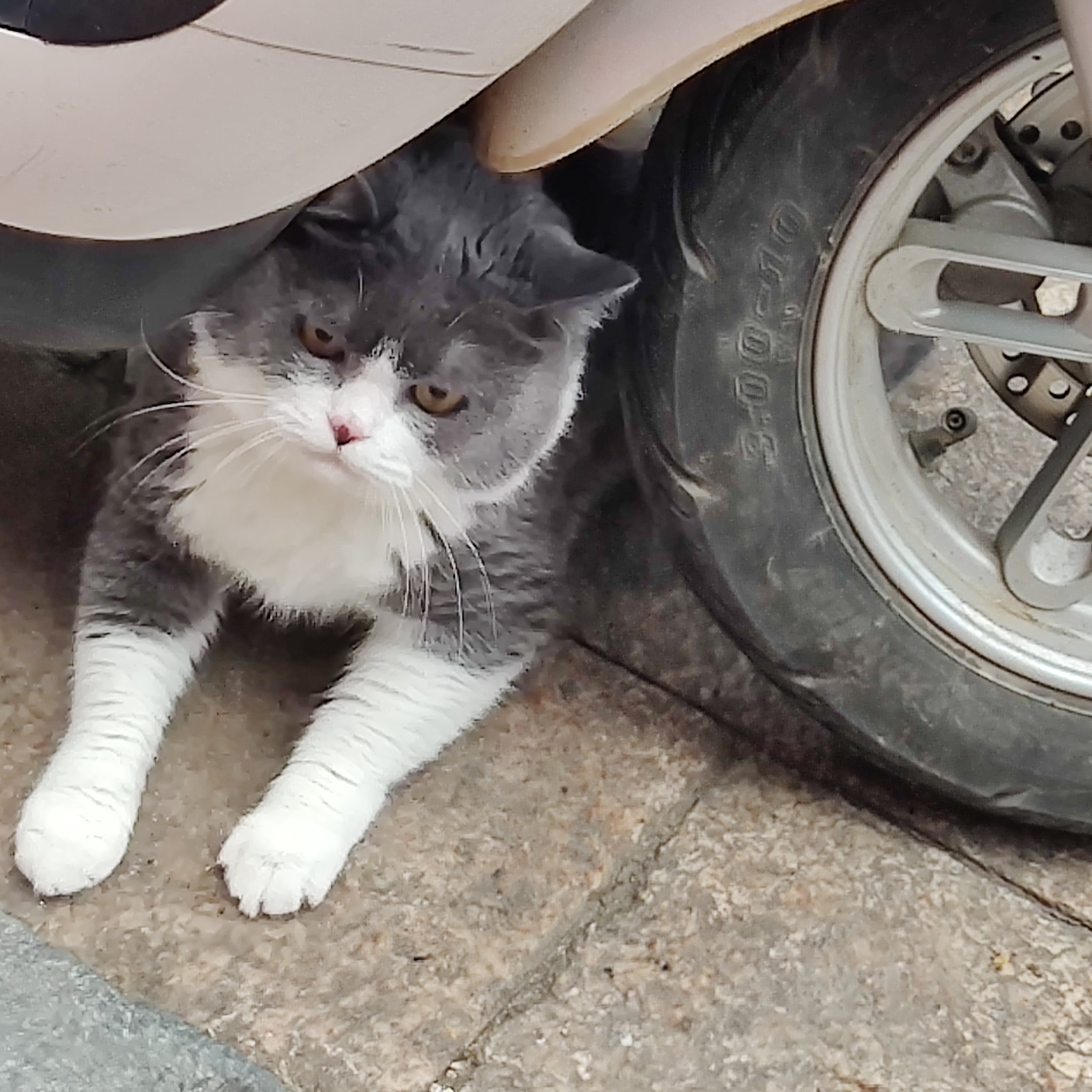 猫咪